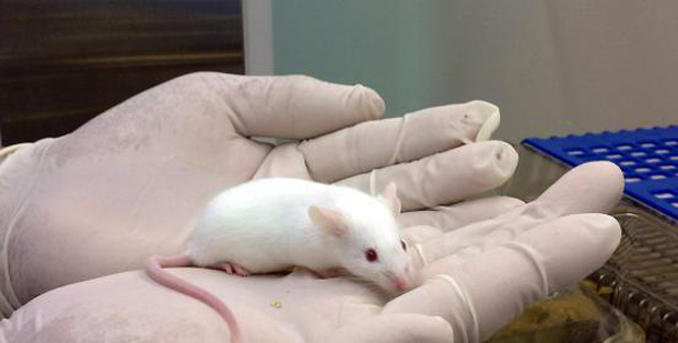 A laboratory mouse