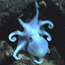 Manganese nodules as breeding ground for deep-sea octopods