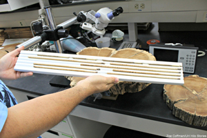a graduate student holds a measuring instrument over a sliced diameter of a tree trunk
