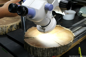 microscope shining a light over a slice of tree trunk