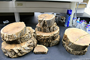 mamane specimens on lab table
