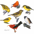 Birds of Paradise Lost: Evolution, Extinction and Conservation of Hawaiʻi’s Birds