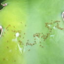 Hawaiʻi Island residents band together to combat little fire ants