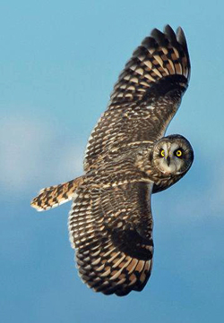 pueo owl flying