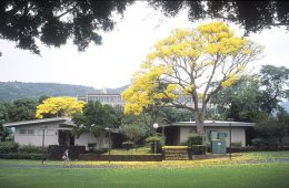 Exterior of Henke Hall with yellow shower trees