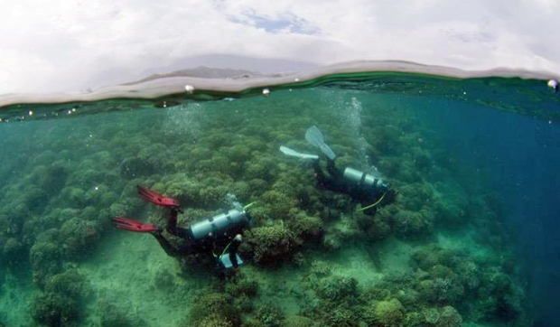 two people examining coral reef