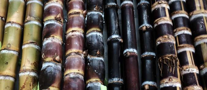 different types of sugarcane