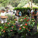 Get ready for the holidays at the Lyon Arboretum plant and craft sale