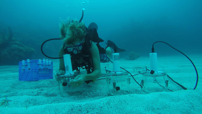 researcher in diving gear collecting coral sample