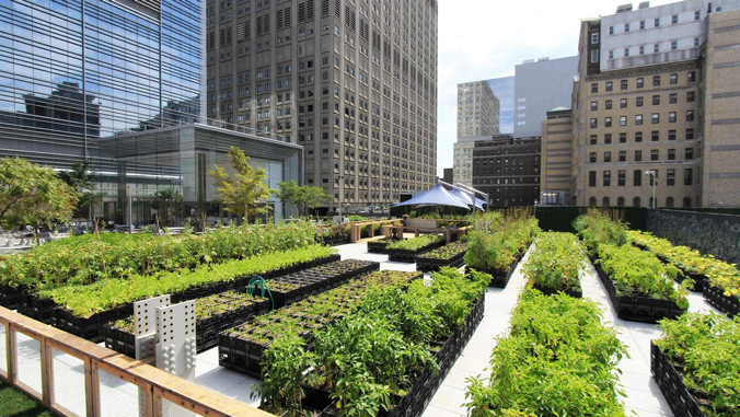 Example of urban agriculture