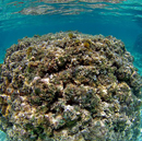 Researchers create first map showing human and environmental impact on Hawai‘i reefs