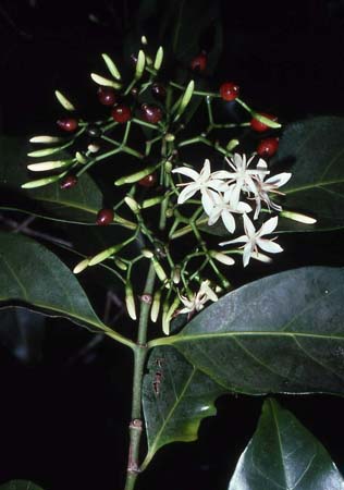 Kielomar - Aidea racemosa