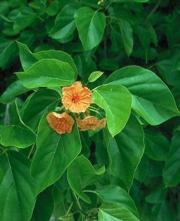 Kono - Cordia subcordata