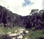 Kauai forest at Waialae Stream