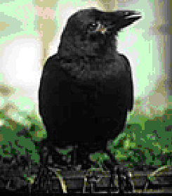 The `Alala (Hawaiian Crow)
