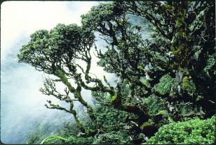 rainforest picture