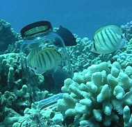 Picture of butterflyfish