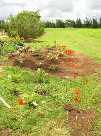 outplantfinal1.JPG (717755 bytes)