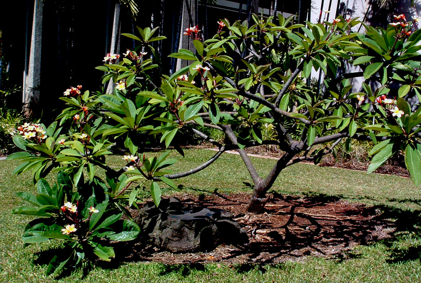 Mary K Tree