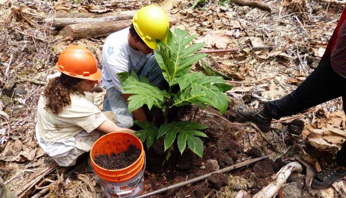 Two workers in construction hats planting an ʻUlu sampling