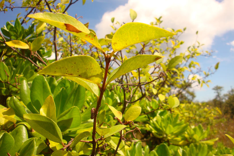 Small mountain apple true with foliage against a blue sky