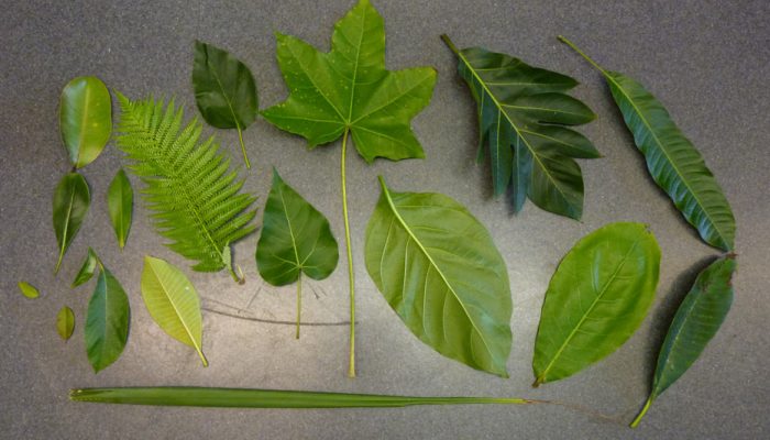 Leaves of various different tree species