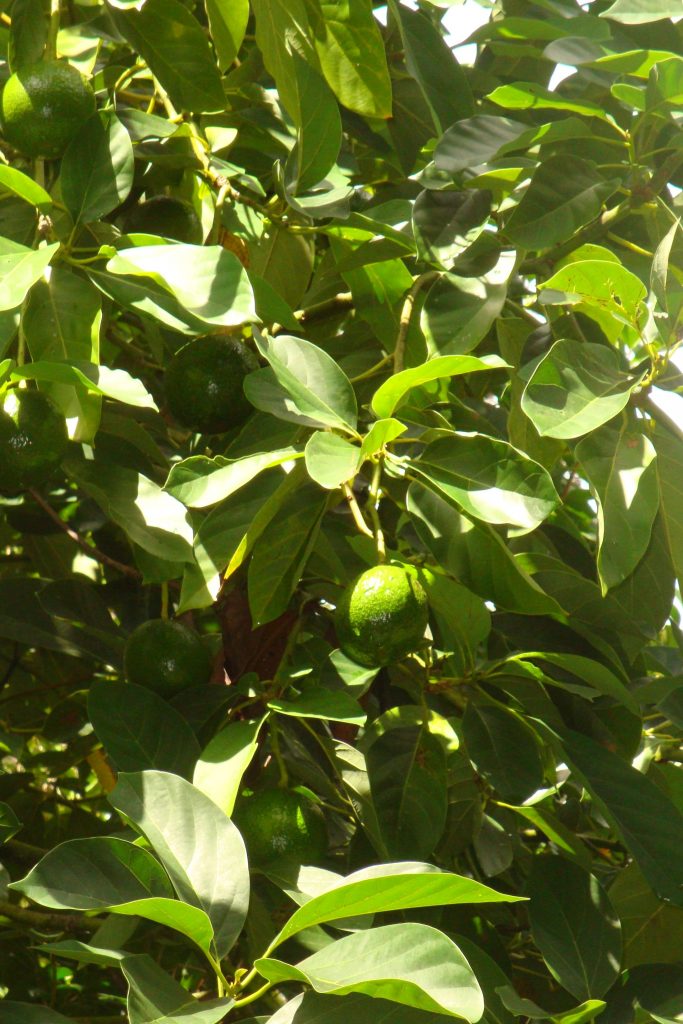Fruiting avocado tree