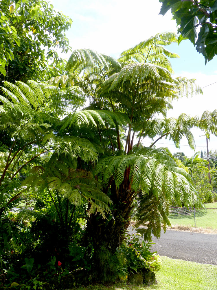 Hapuʻu fern