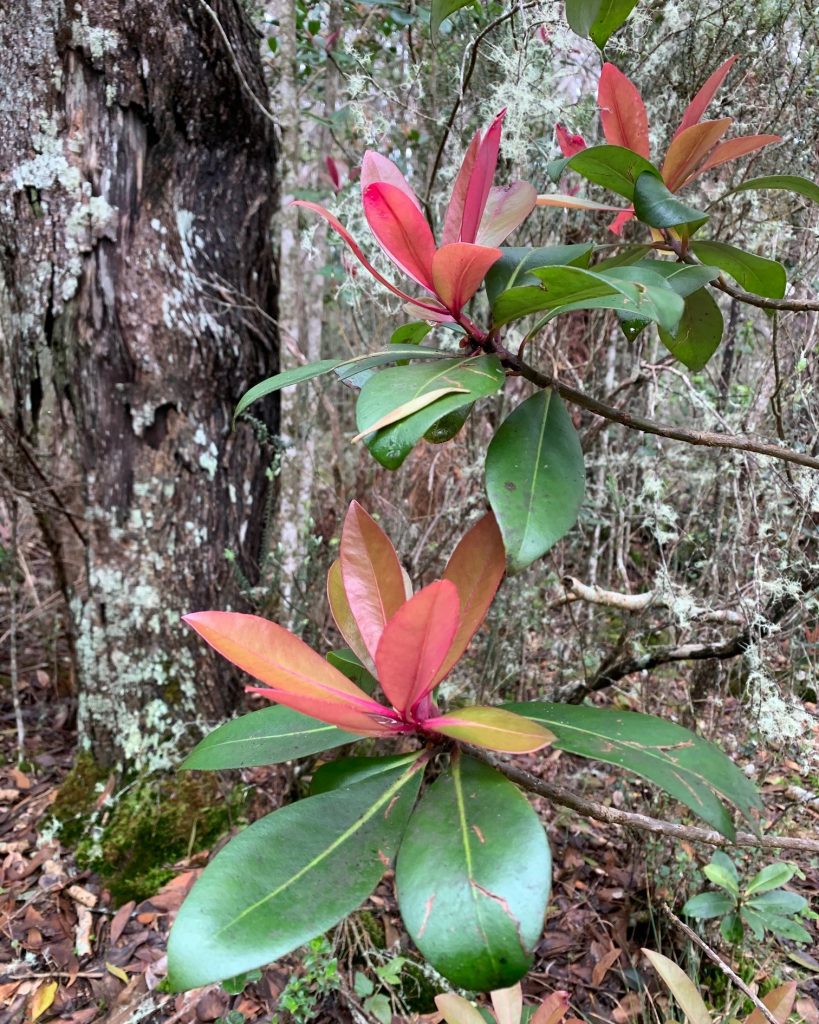 Kolea lau nui with pink liko