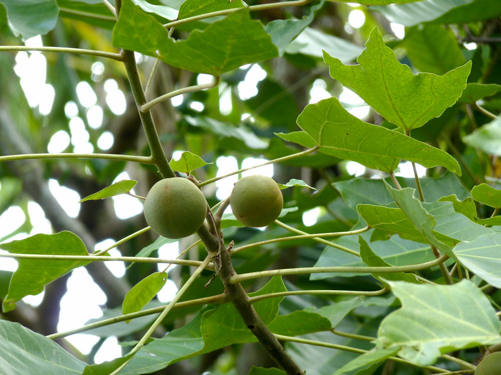 Fruiting Kukui