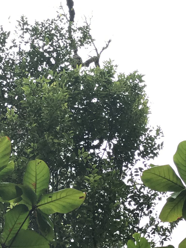 Lama tree in the canopy