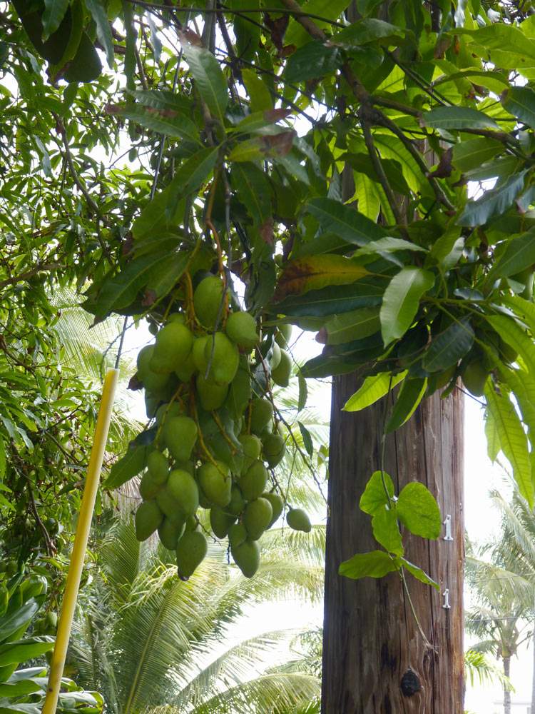 Fruiting Mango