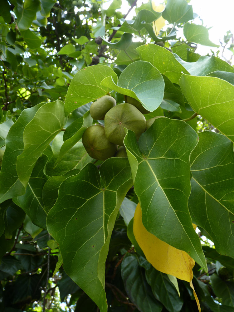 Fruiting Milo