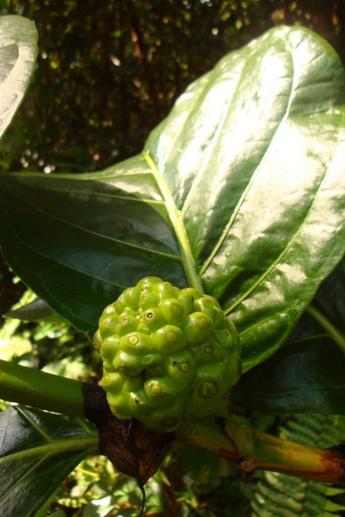 Fruiting Noni