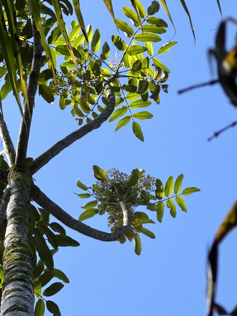 ʻOhe candelabra-like canopy taken from underneath