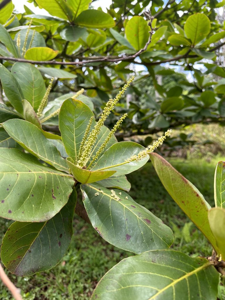 ʻFlowering false kamani with long spikes of flowers