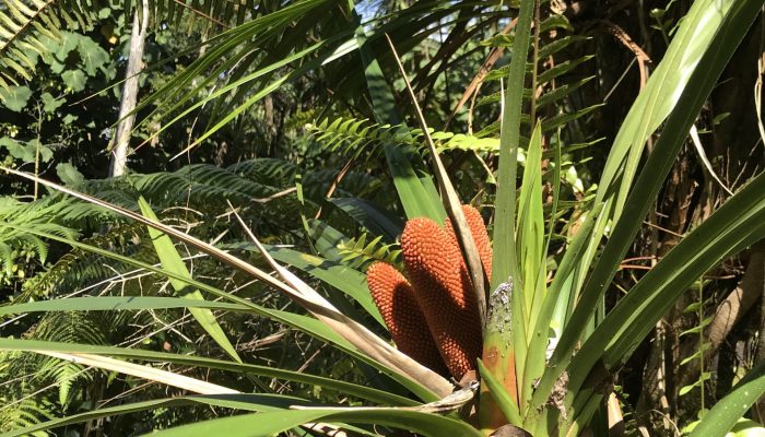 Fruiting ʻieʻie