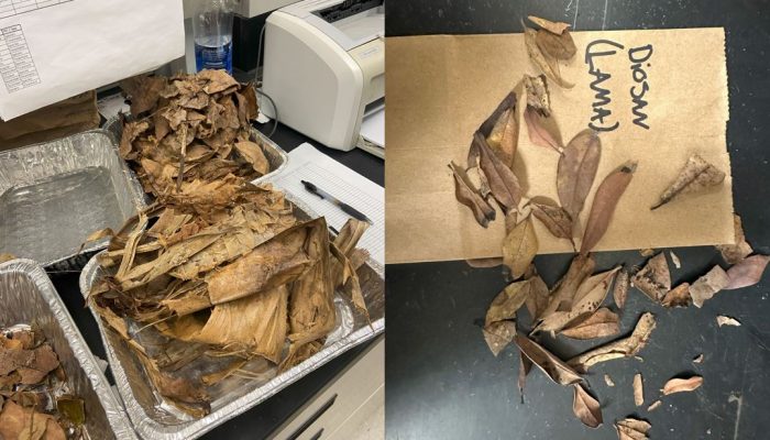 Trays of dried leaf litter and sorted dried lama leaves
