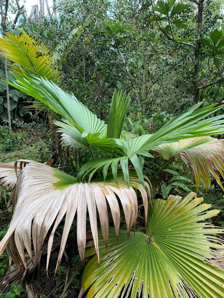 Small Loulu palm