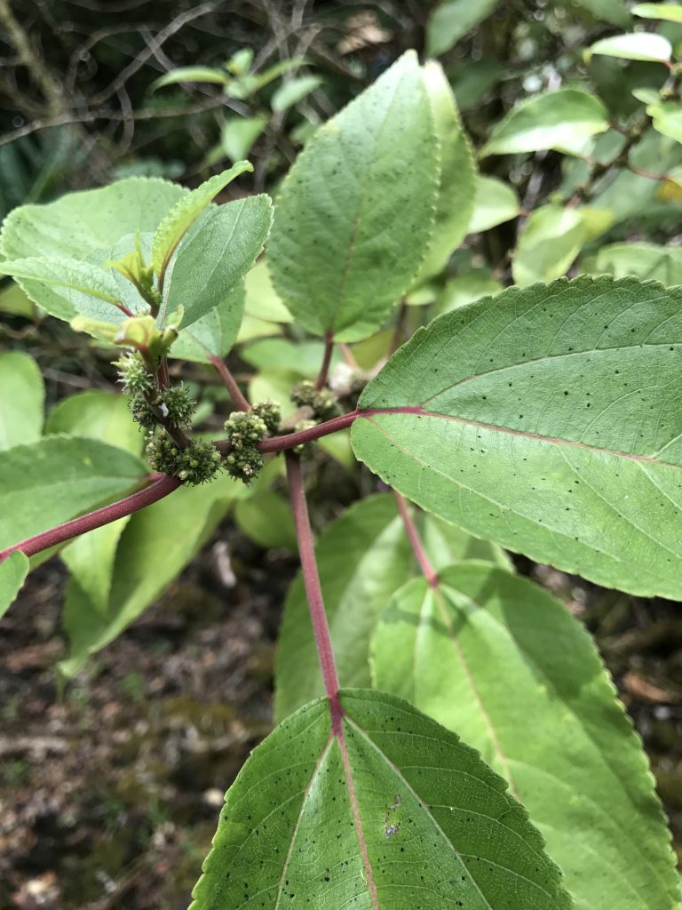 Mamaki branch with fruits