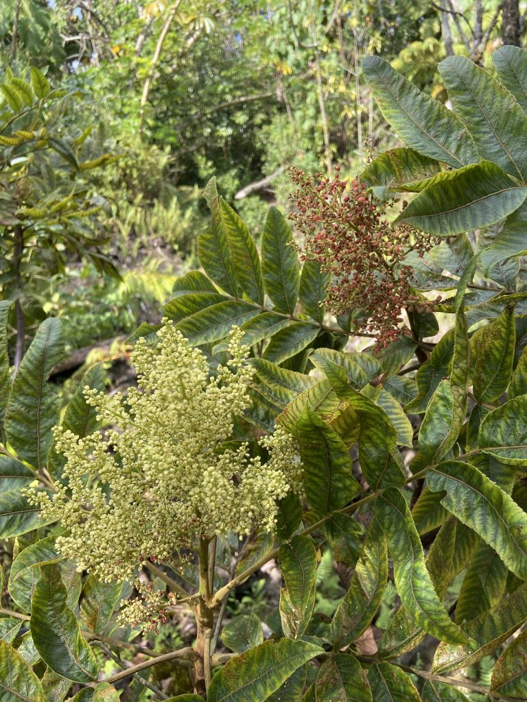 Flowering neneleau