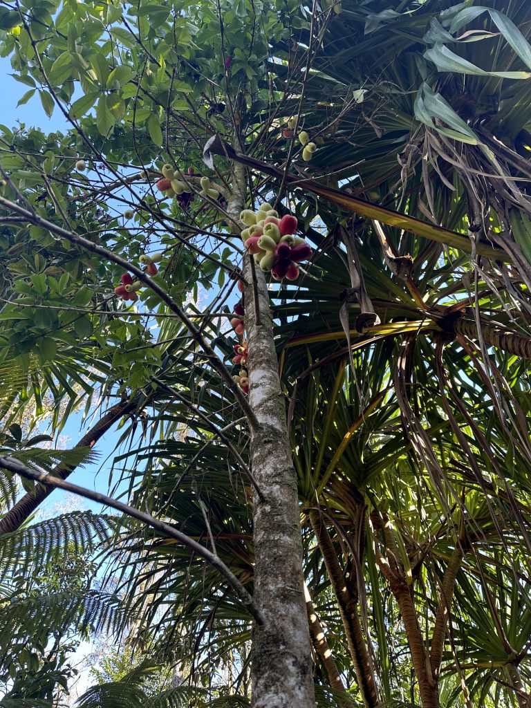 Fruiting mountain apple