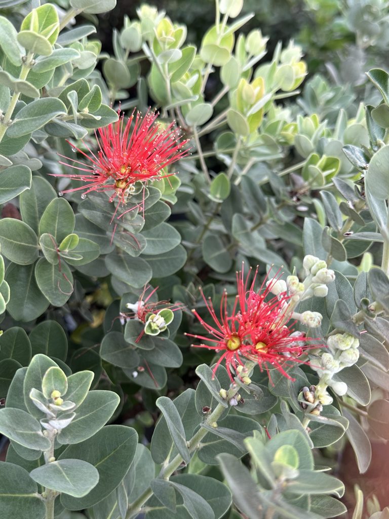ʻōhiʻā lehua with silvery leaves and red flowers