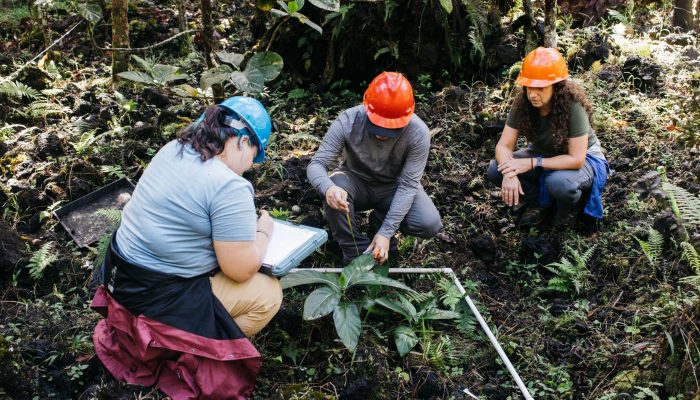 Three people crouch next to a quadrat, observing and measuring the seedlings