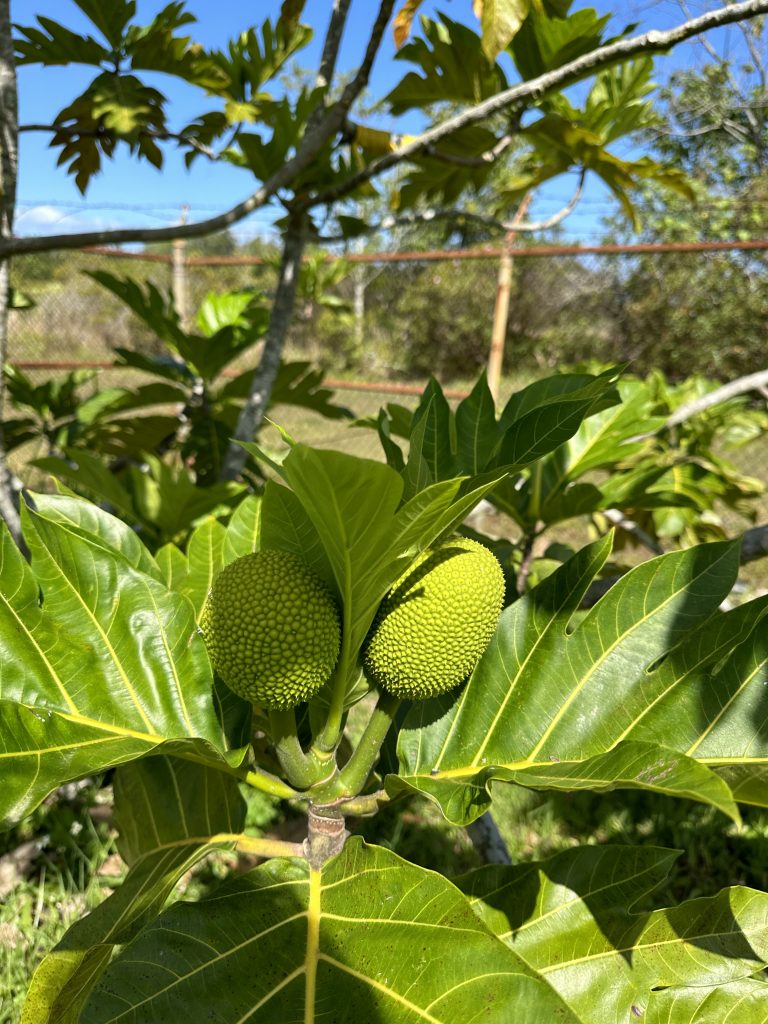 Fruiting ʻulu