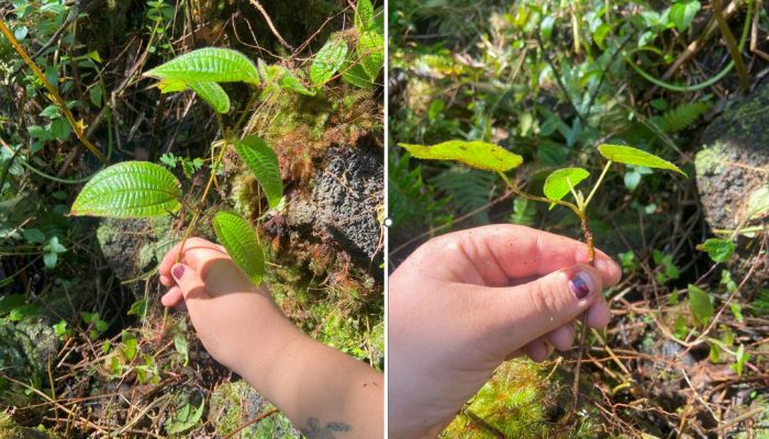 Miconia (formerly Clidemia) and Cecropia weeds