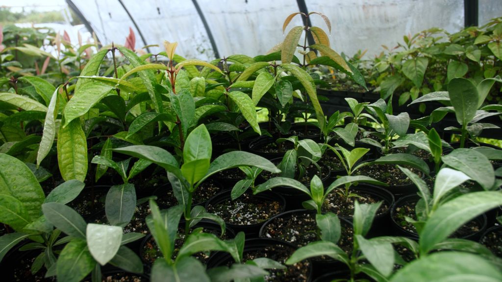 Seedlings in greenhouse
