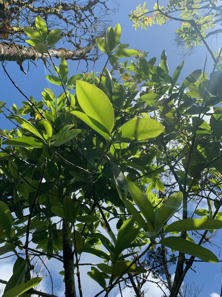 Kamani tree taken from underneath