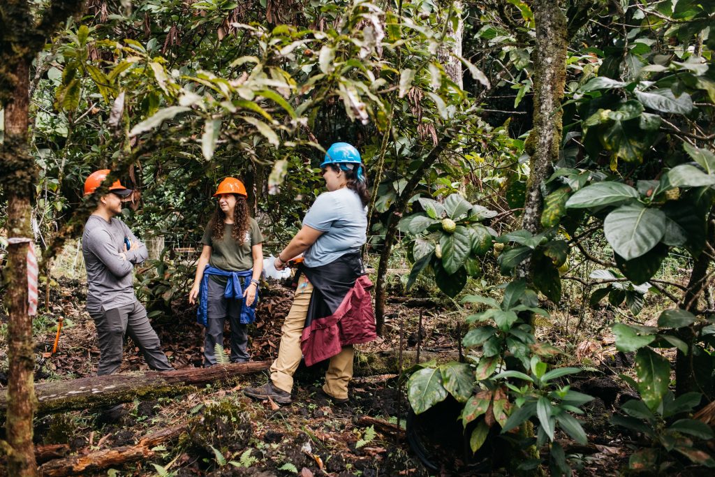 Three staff members in hard hats gather in the forest plot for a conversation
