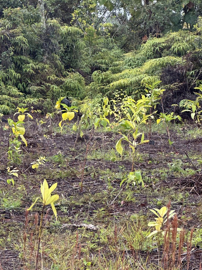 Outplanted saplings